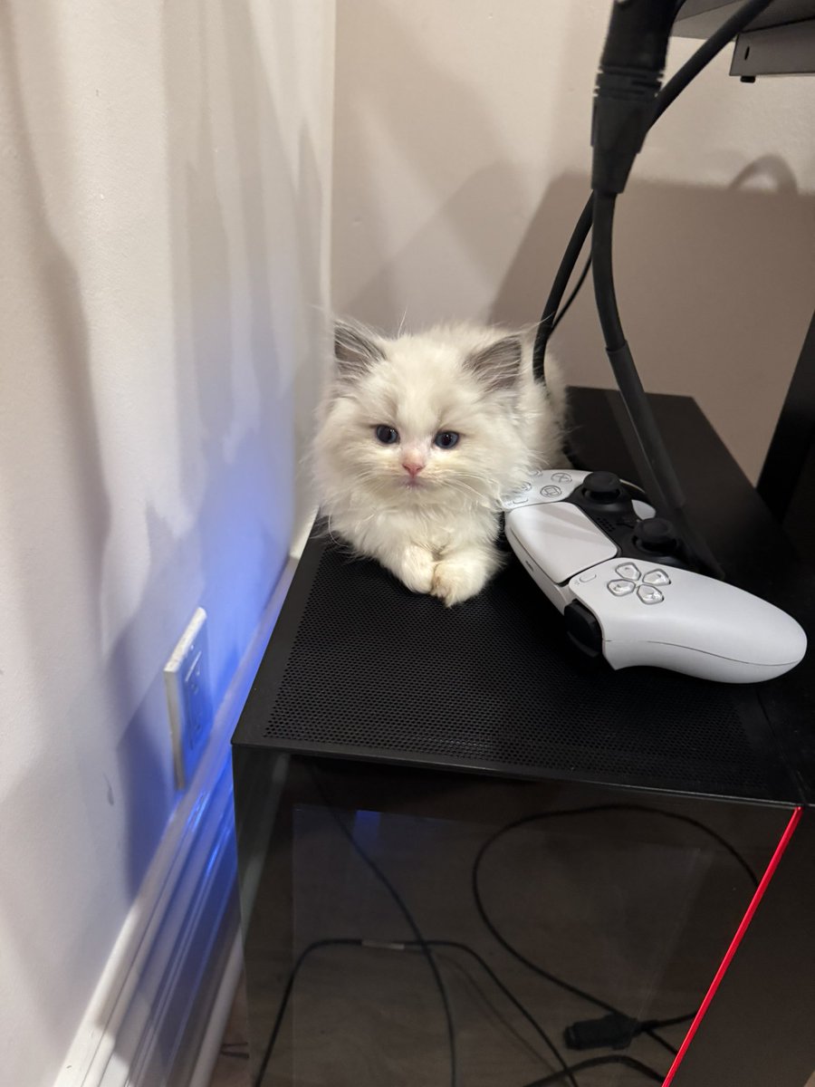 GavinKeen_'s tweet image. Meet my new kitty, Jeff the land shark, aka sharky.