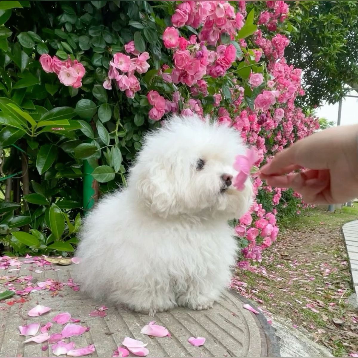 💖 tweet media