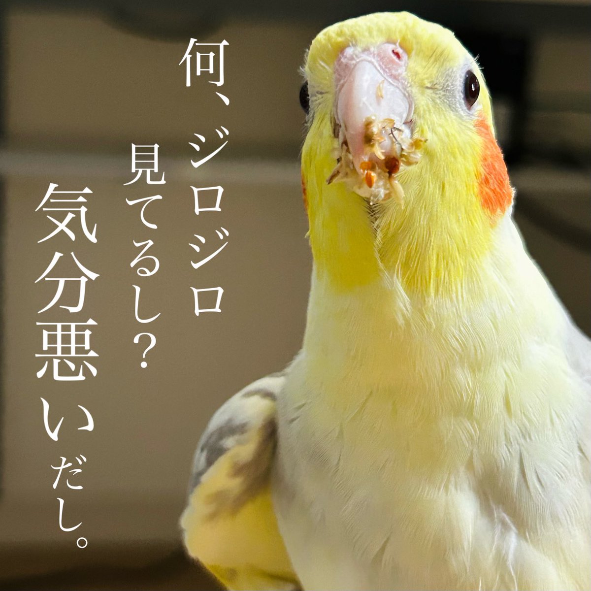 嘴についたシードは
気にならないけど
飼い主がガン見するのは
気に入らない
斑の男。
#オカメインコ