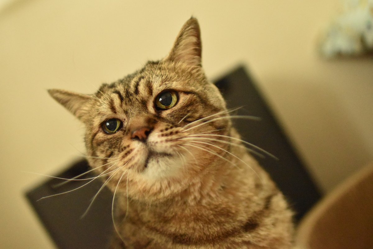 500ccccccat's tweet photo. ご報告遅れました。実は先月20日にまみ、15歳で天国へ行きました。離れて暮らしていたので実感が湧かず…でももう会えないんだと思うと悲しくて涙が止まらなくなります。
心の整理ができず報告が今日になってしまいました。
名前は「ごまみもち」のまま使用していきます。今後とも宜しくお願いします。 https://t.co/5N44gRSSWE