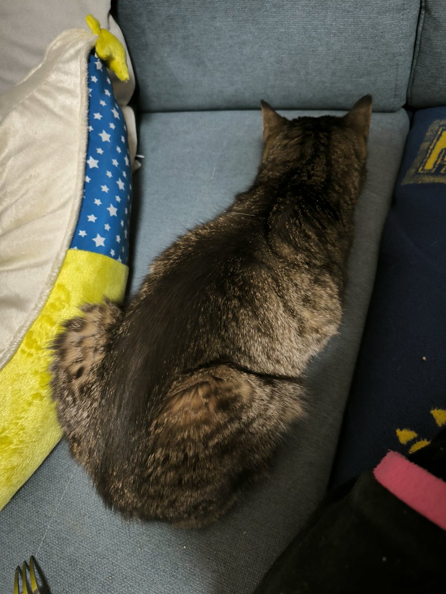 ✨Neko im Arknights Fieber again✨ tweet media