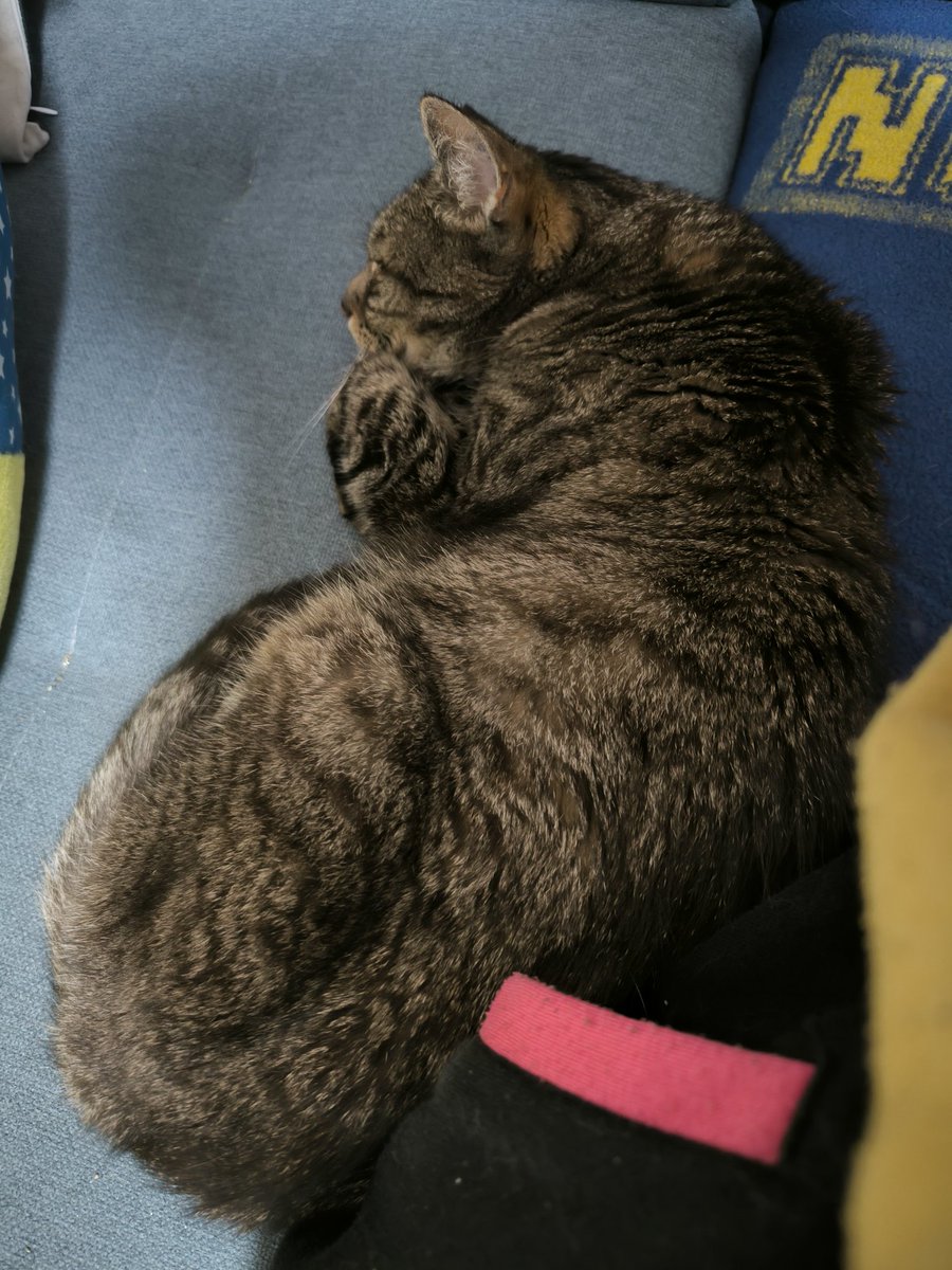 ✨Neko im Arknights Fieber again✨ tweet media