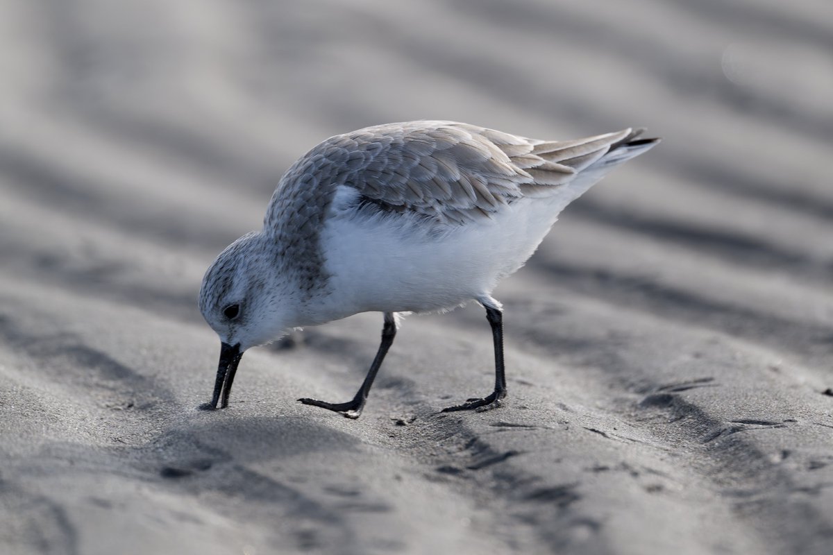 hama_yuu2003's tweet image. 昨日は、三番瀬まで行ってきましたよー
#野鳥写真
#ハマシギ
#Photolab8