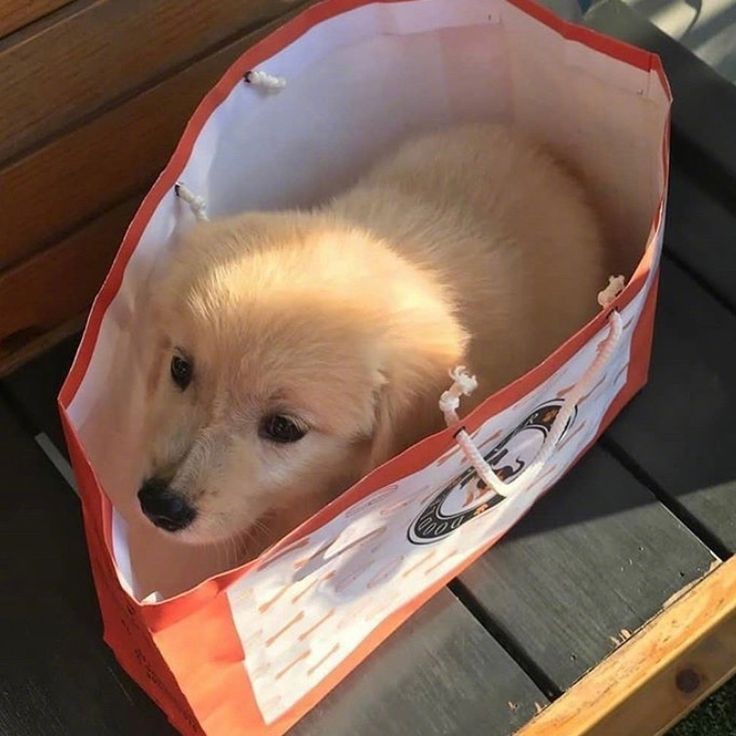 puppies video (@puppies_video) on Twitter photo 