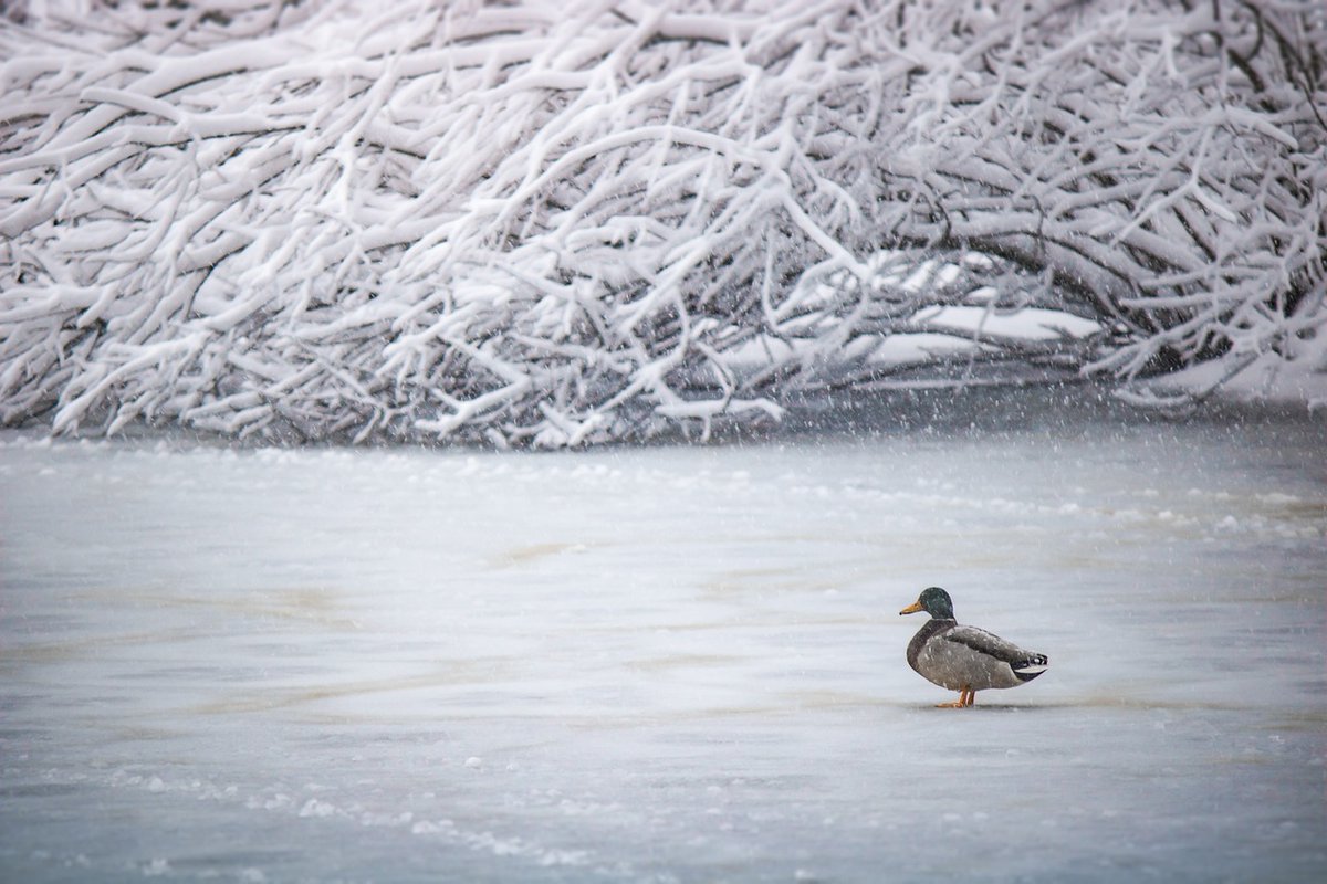 The Benefits of Using an Ice-Eater for Duck Hunting – Foundry Outdoors
