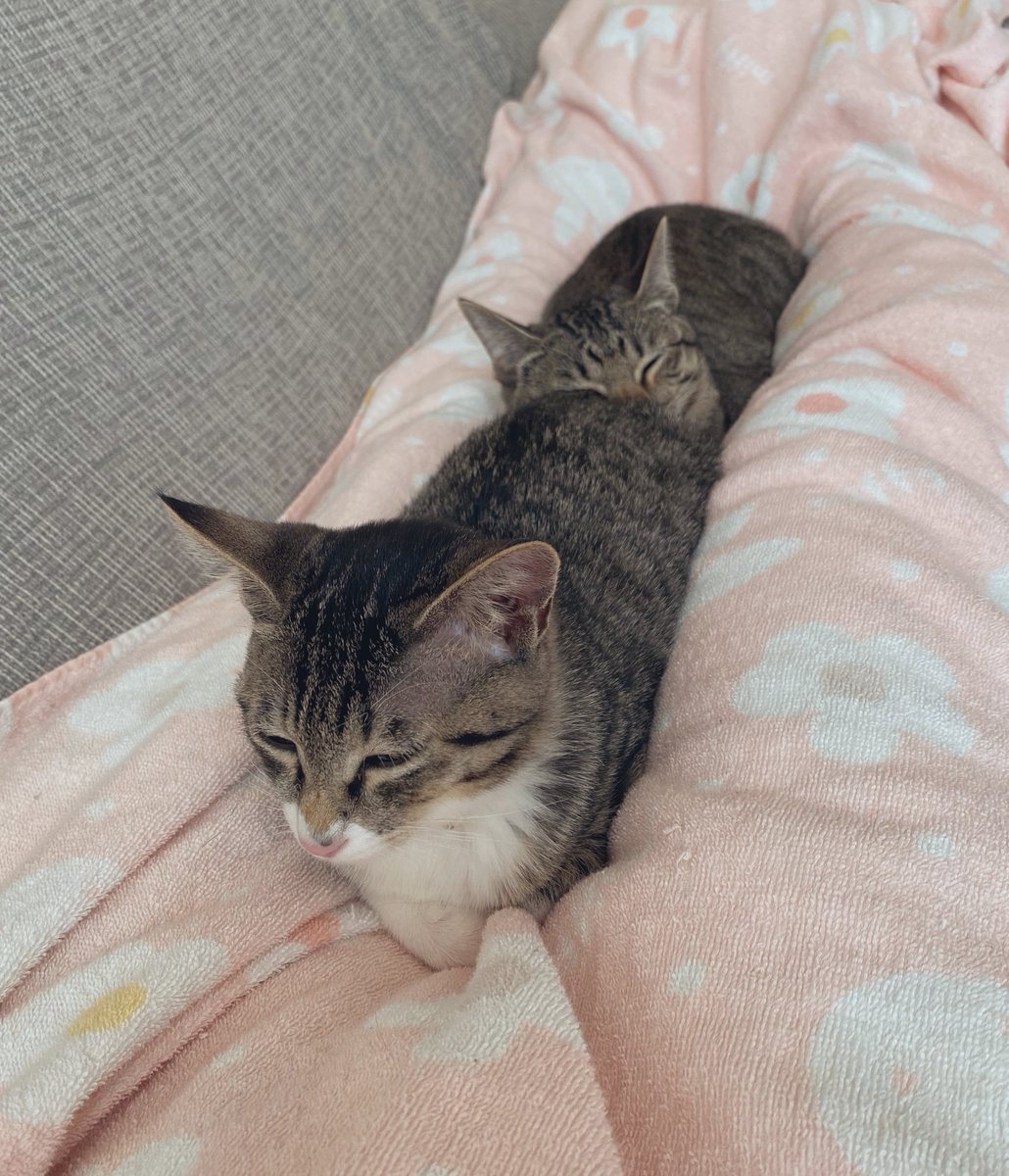 iewori's tweet photo. 「猫を２匹飼っている���」
「猫を２匹飼うとどうなる」
「知らんのか」

「足の間に直列で並ぶ」 https://t.co/rNYh5T19DR