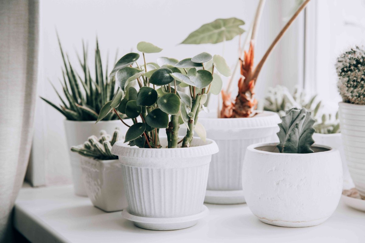 Why You Shouldn't Repot Houseplants in Winter (Plus 6 Times You Should) bhg.com/repotting-hous…