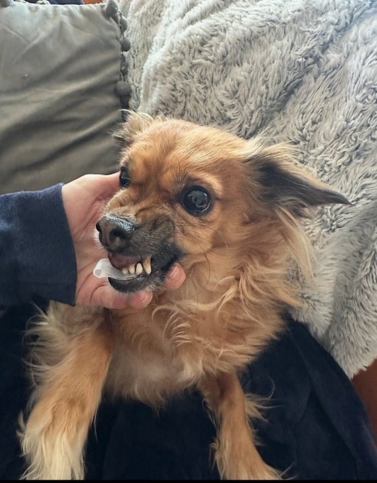 1 pic. I like to sing the song “I bet on losing dogs” to my newest rescue and he always growls at me