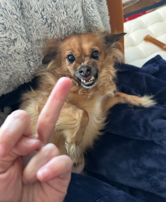 2 pic. I like to sing the song “I bet on losing dogs” to my newest rescue and he always growls at me