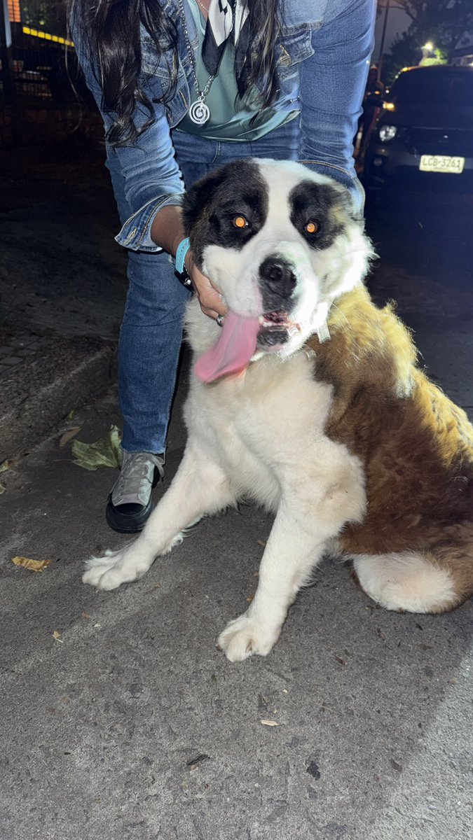 RodriVazquez95's tweet photo. Se requiere la colaboración de todos. Este San Bernardo está perdido en la zona del Prado. Juan Carlos Blanco e Irigoitia. Está bien cuidado, es re manso, juguetón y mimoso. No tiene collar. Sus dueños deben estar buscándolo.

@redbicheraof https://t.co/0ucuzYoSss