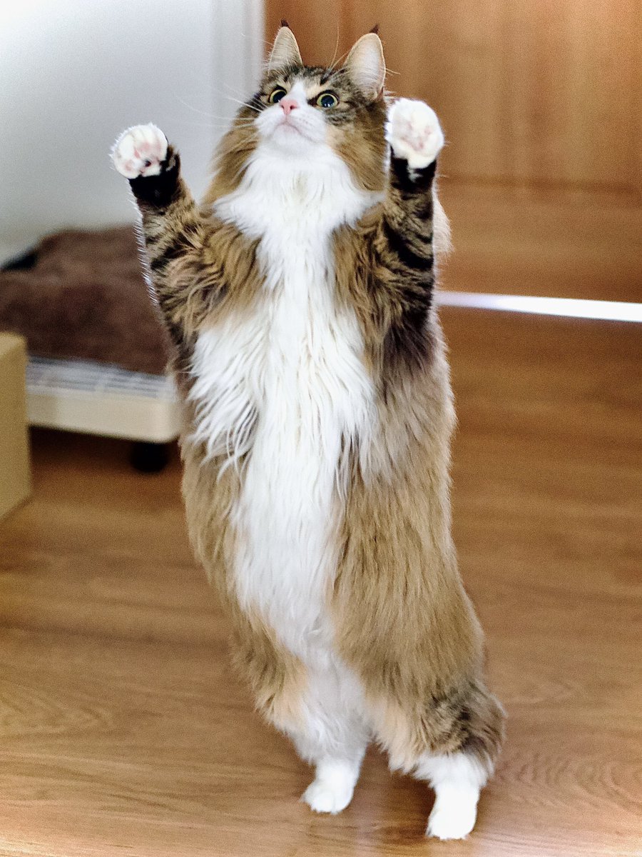 皆の2024年ベストショット猫ちゃん見せて！！
うちの子はこれ！！！！！！！！！