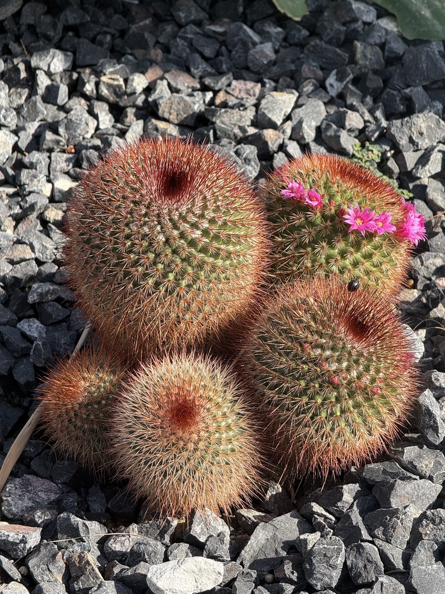 BadToxic's tweet photo. More from the #cactus #garden in #Motril (#ship #NorwegianPearl).
#ParqueDeLosPueblosDeAmérica #parque #JardinDeCactus #park #cactus #Kaktus #Kakteen #cactusLover #cactusPark #spiky #stachelig #KaktusGarten #Garten #cruiseShip #cruise #vacation #Urlaub @umiizza https://t.co/nEbdRlfVva