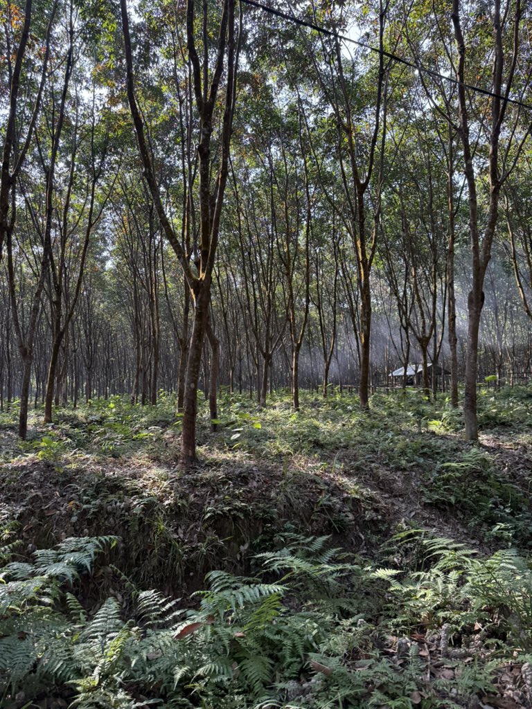 imkongla's tweet image. Rubber  trees!