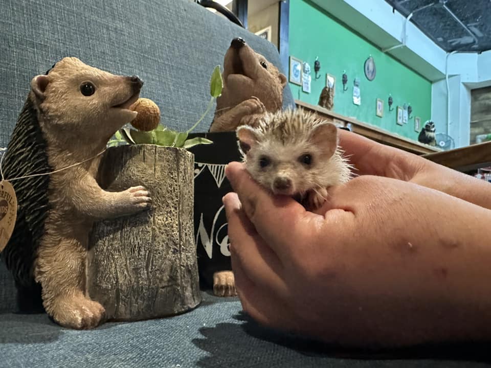 OWL_de_Base's tweet photo. ハリネズミベビー入荷♪普段値下げしないベビーも1/5（日）までお年玉大特価でお迎えお待ちしてます。詳細はブログで。

https://t.co/4dMhDUnXNf

#ハリネズミ販売 #ハリネズミ専門店 #ハリネズミ販売店 #ペットショップ #広島 #山口 #岡山 #鳥取 #島根 #愛媛 #高知 #香川 #徳島 https://t.co/lHyDNFkoQi