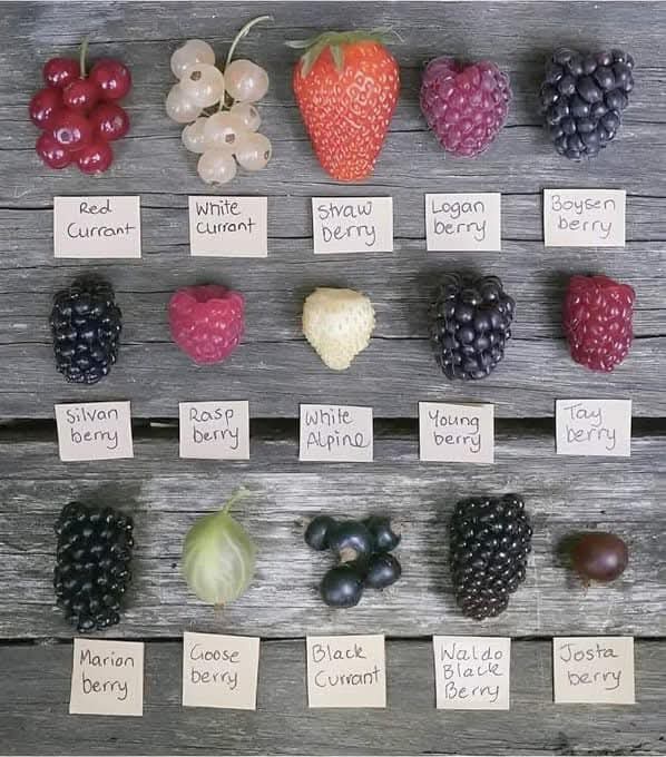 mijnfruitboom's tweet image. Kleinfruit, de keuze is reuze! En dan mis ik nog een aantal &quot;berries&quot;  zoals honingbes, blauwe bes, de gele framboos, vossenbes, cranberry, Japanse wijnbes, kiwibes en bosbes. Nog aanvullingen?