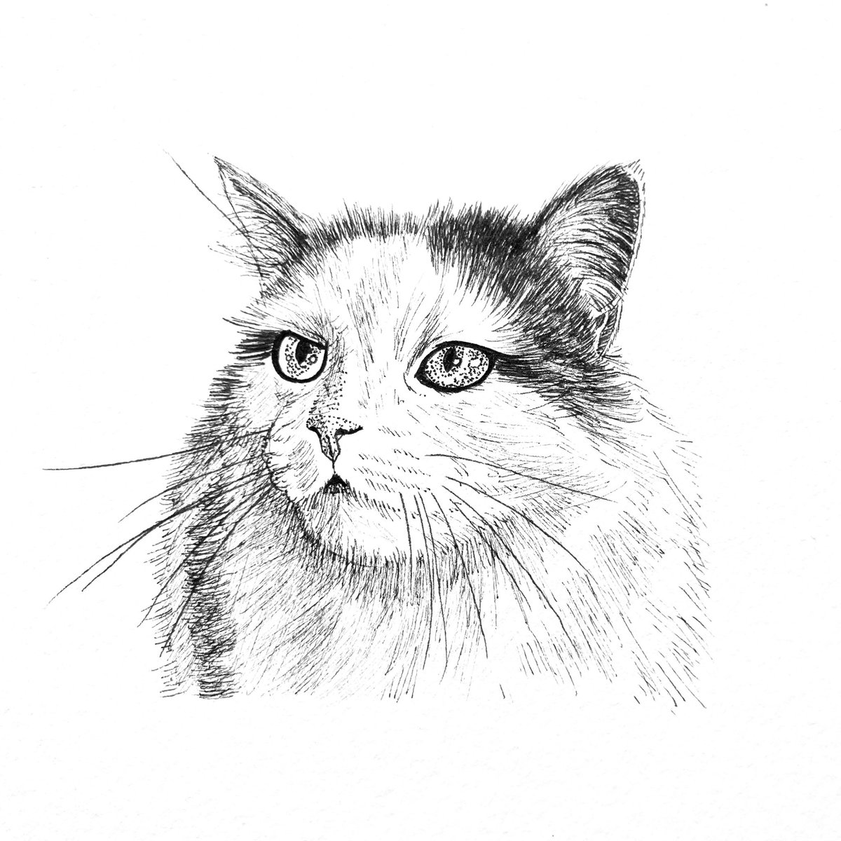 highstridesoc's tweet photo. π±πΆπ±
#itsrainingcatsanddogs #cat #dog #pet #portrait #petportrait #giftideas #creativegifts #personal #penandink #handdrawn #madetoorder #oneofakind #custom #art #design #illustration #unique #commission #inkart #inkartist #drawing #highstridesoc #localartist #birmingham https://t.co/m6V1SoAfra