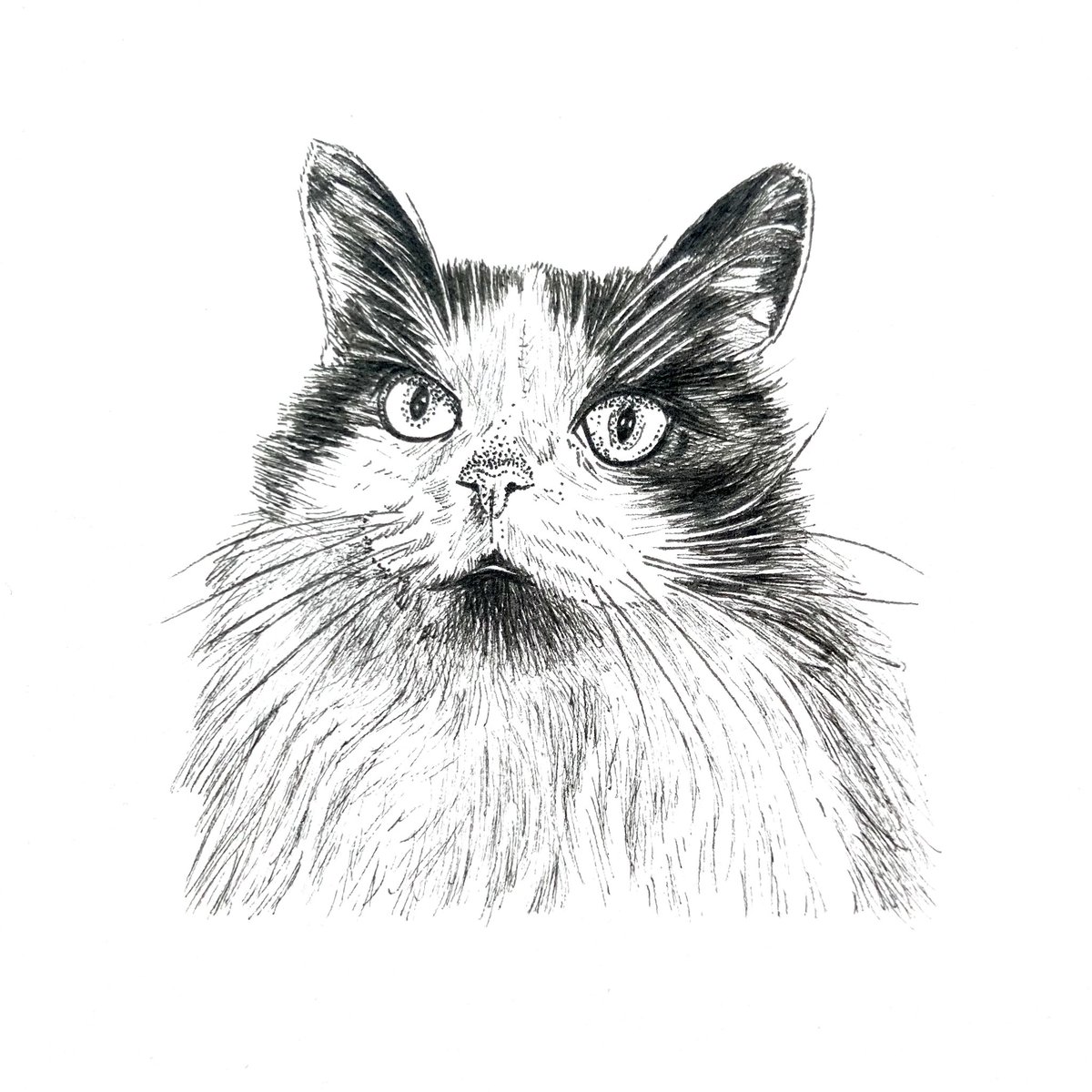 highstridesoc's tweet photo. π±πΆπ±
#itsrainingcatsanddogs #cat #dog #pet #portrait #petportrait #giftideas #creativegifts #personal #penandink #handdrawn #madetoorder #oneofakind #custom #art #design #illustration #unique #commission #inkart #inkartist #drawing #highstridesoc #localartist #birmingham https://t.co/m6V1SoAfra