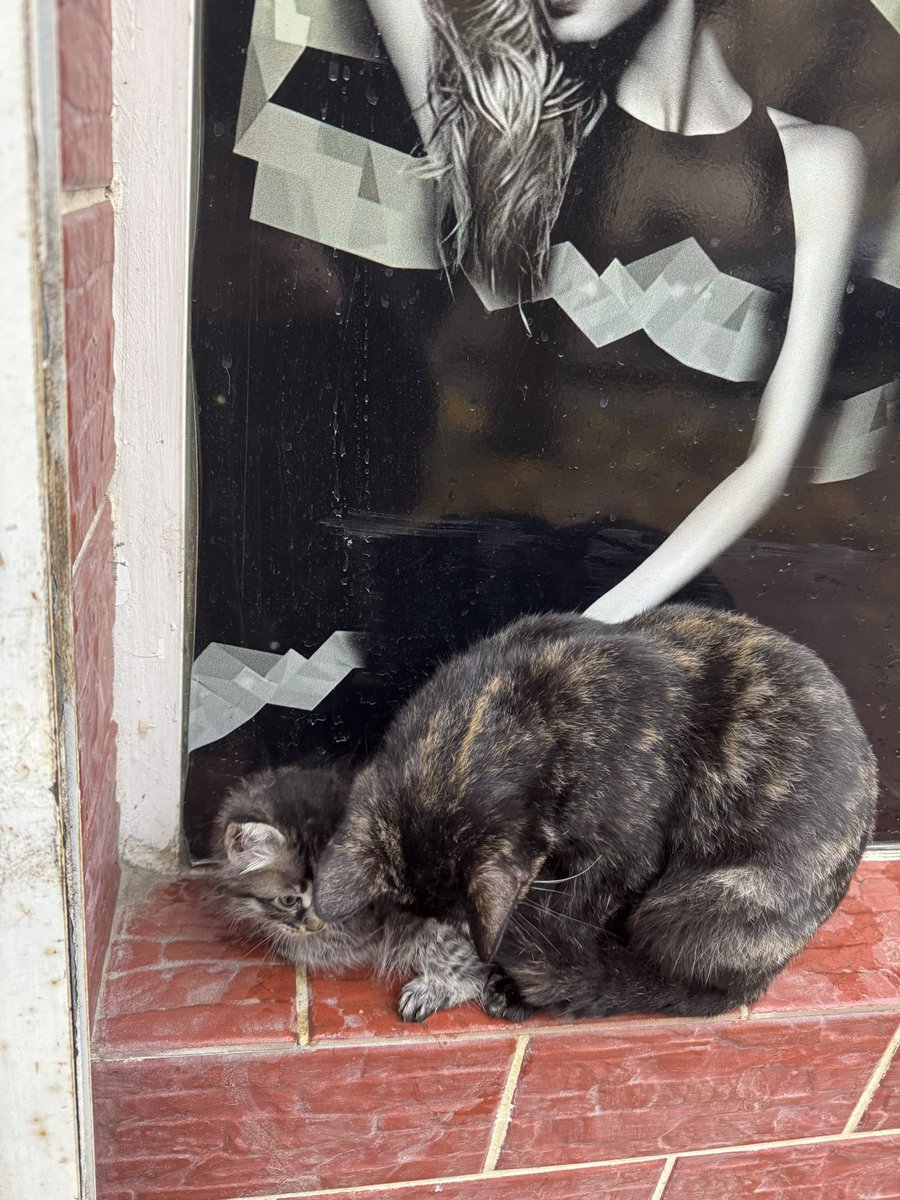 virgo (@booklovercoala) on Twitter photo 