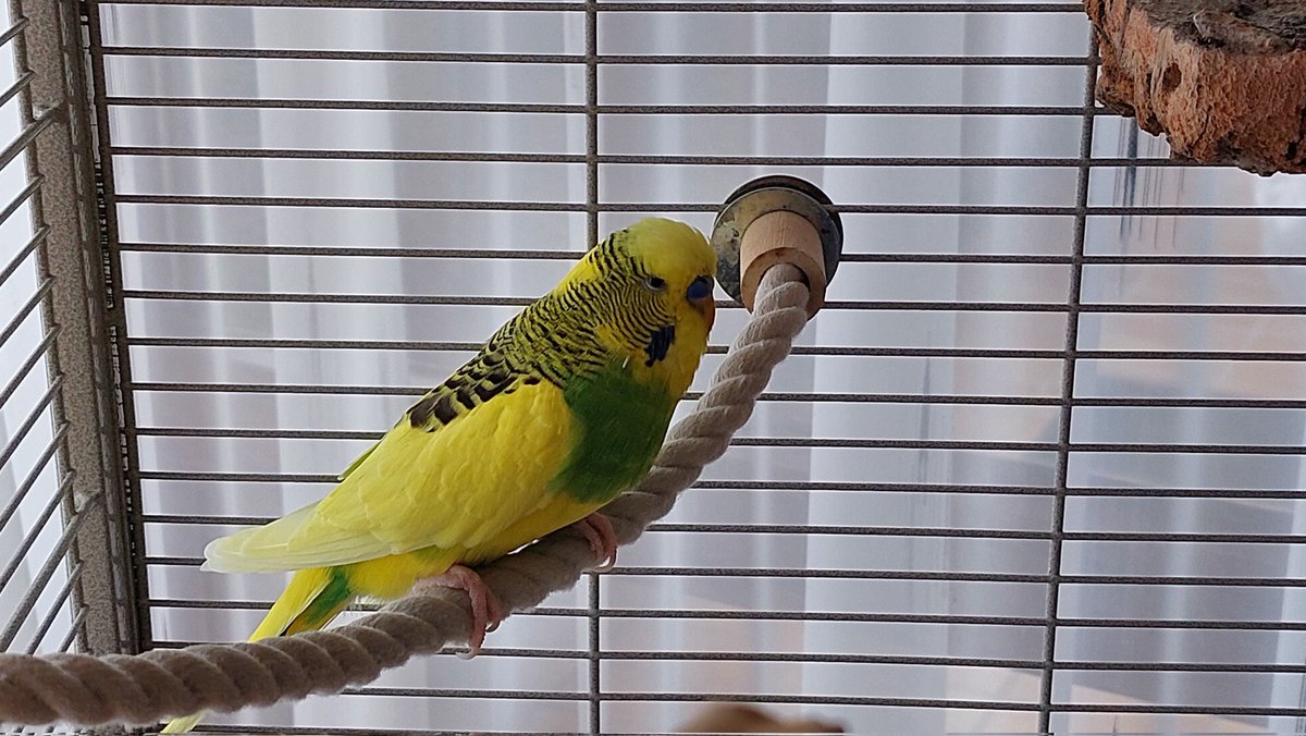 BuchiMGH1893's tweet photo. Heute früh kamen wir zum Käfig und unser Floki lag unten im Sand.  Ohne irgendwelche Voranzeichen hat uns der Kleine letzte Nacht verlassen.
R.I.P. Floki 🌈🌈🌈 #Welli
Danke für die letzten knapp 4 Jahre mit Dir😢😢😢 https://t.co/izjkR6KNwV