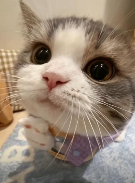 Cat Diaries tweet media