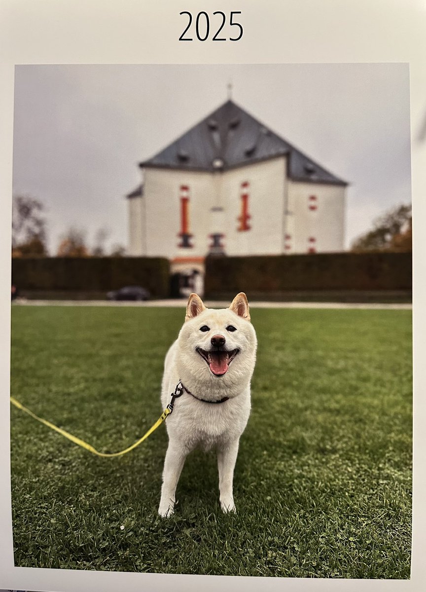 mi_macek's tweet photo. PF 2025
#YukiCreamShiba https://t.co/THME6rjpKX
