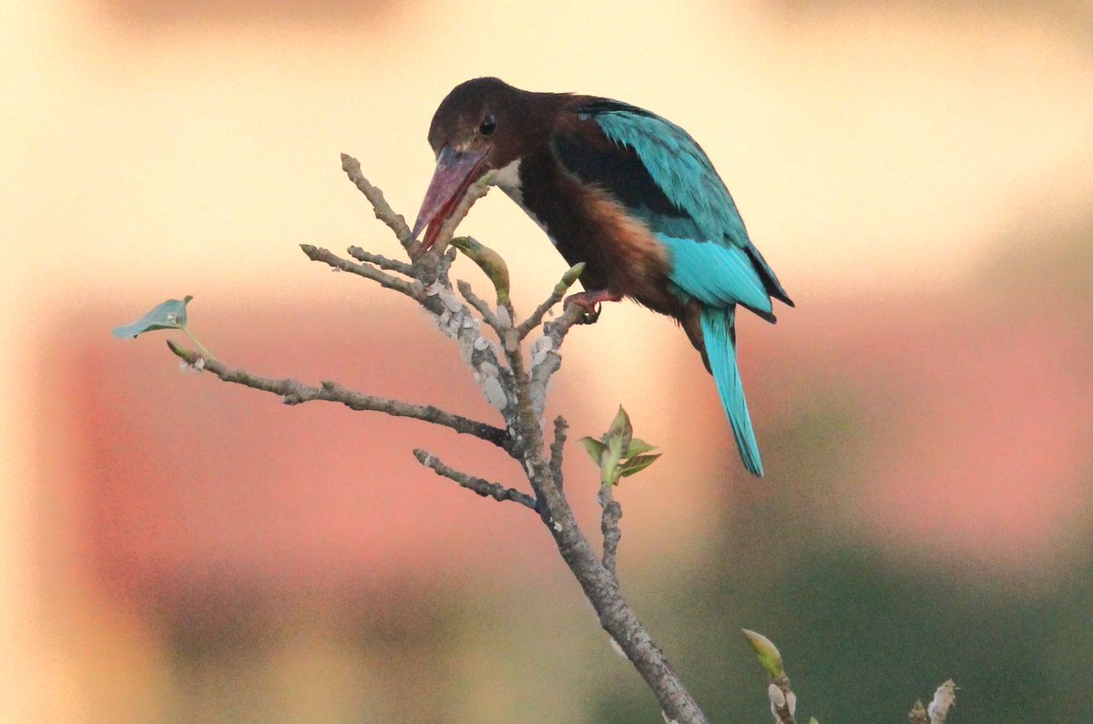 “Year’s end is neither an end nor a beginning but a going on, with all the wisdom that experience can instill in us.”
-Hal Borland
🪶White-throated Kingfisher🪶
#birdwatching #TwitterNatureCommunity #birds #indiaves #balconybirding #SundayMotivation