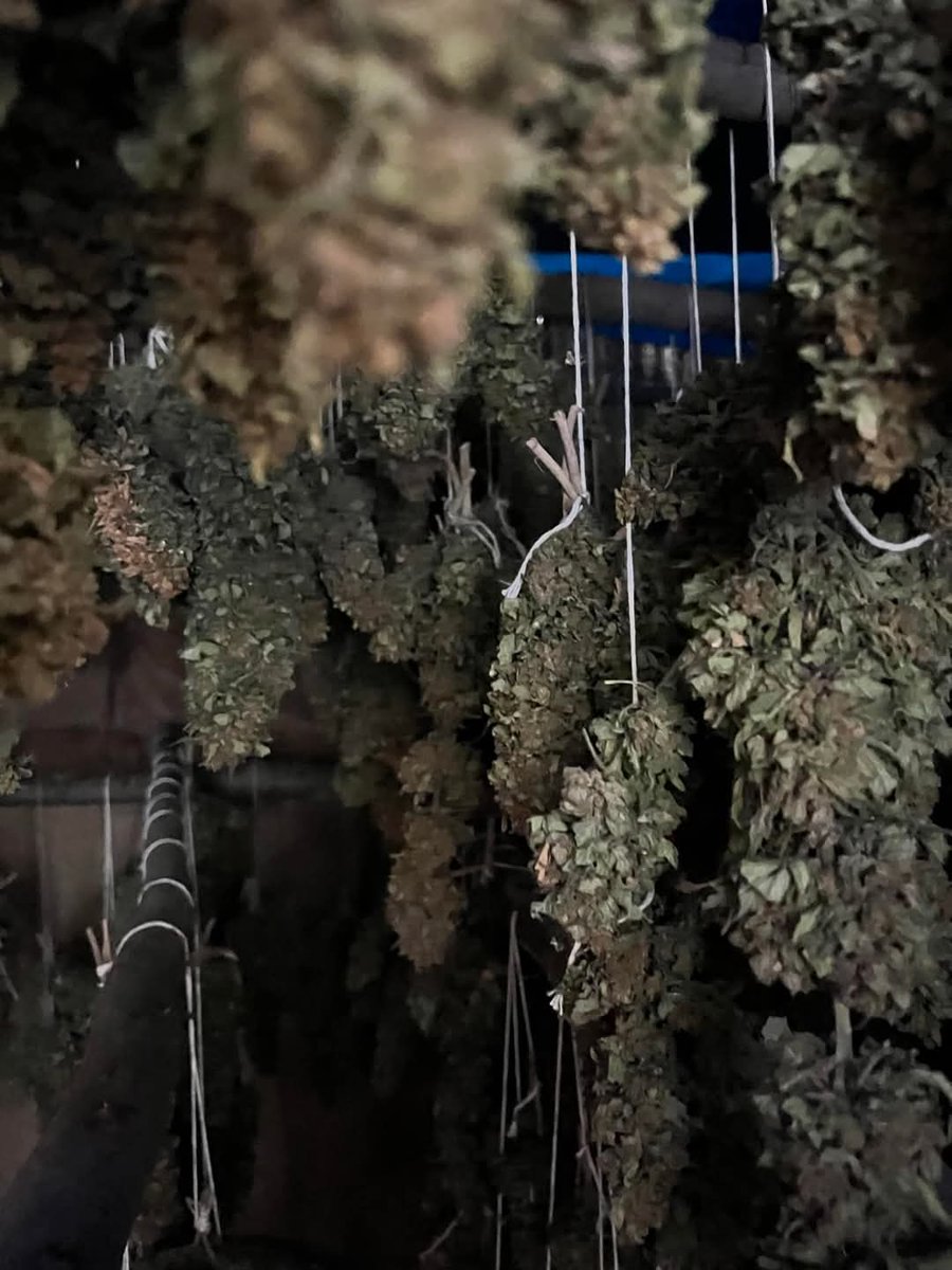 wenceslous7's tweet photo. The licence for hemp in Zimbabwe is US$200, not US$50 000, what’s stopping from focusing on that enterprise alone?

Zimbabwe has so far exported over 8 000 tonnes of #hemp, primarily to Poland, Switzerland, and Germany, demonstrating a growing international market for the commodity

6 of our farmers are currently doing medicinal hemp, 3 of them are processing locally, and selling the oil..

There are a bit of some regulations that have to be followed, but it's not as complicated as what you may imagine,

It all starts with land use and management planning!

Let's talk about your next big project!

#Precisionfarming