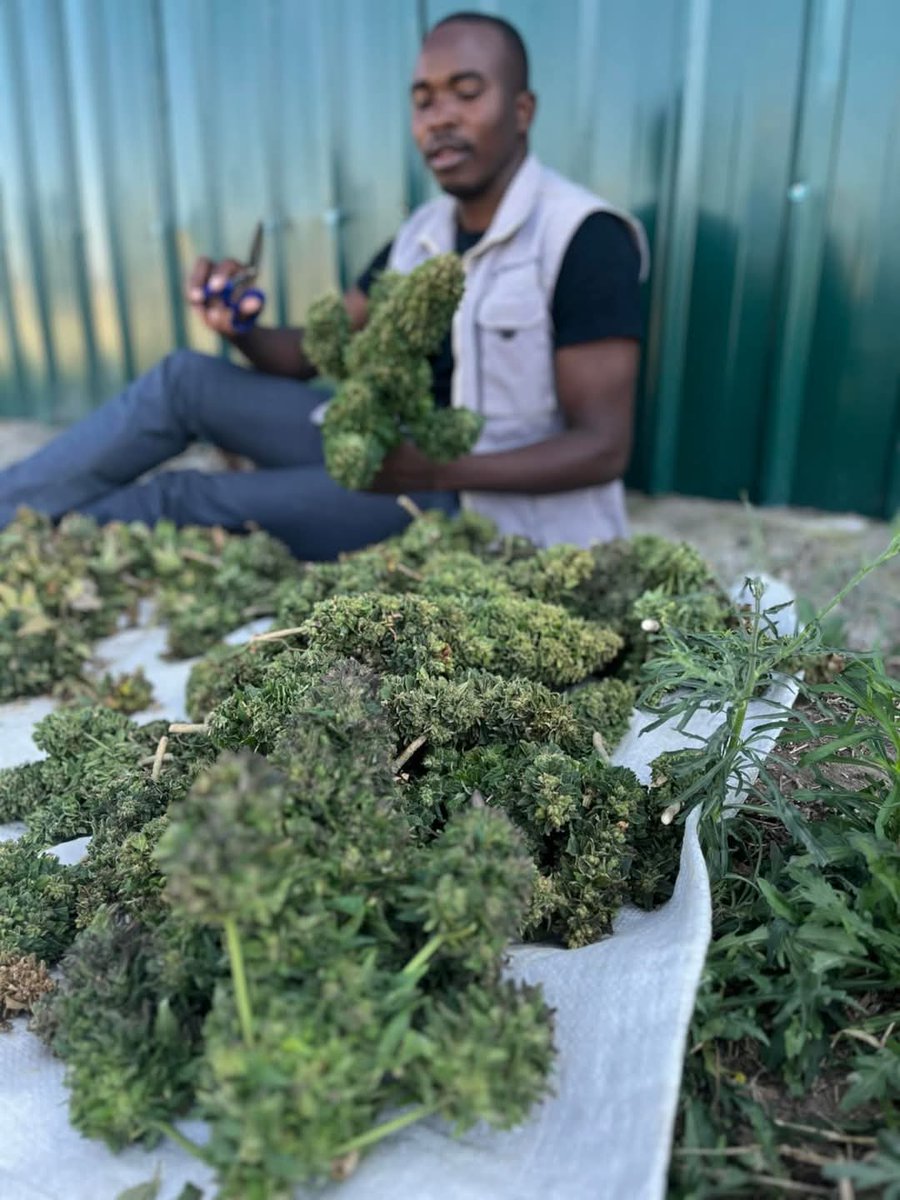 wenceslous7's tweet photo. The licence for hemp in Zimbabwe is US$200, not US$50 000, what’s stopping from focusing on that enterprise alone?

Zimbabwe has so far exported over 8 000 tonnes of #hemp, primarily to Poland, Switzerland, and Germany, demonstrating a growing international market for the commodity

6 of our farmers are currently doing medicinal hemp, 3 of them are processing locally, and selling the oil..

There are a bit of some regulations that have to be followed, but it's not as complicated as what you may imagine,

It all starts with land use and management planning!

Let's talk about your next big project!

#Precisionfarming