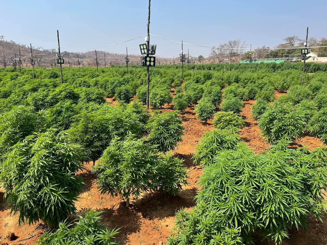 wenceslous7's tweet photo. The licence for hemp in Zimbabwe is US$200, not US$50 000, what’s stopping from focusing on that enterprise alone?

Zimbabwe has so far exported over 8 000 tonnes of #hemp, primarily to Poland, Switzerland, and Germany, demonstrating a growing international market for the commodity

6 of our farmers are currently doing medicinal hemp, 3 of them are processing locally, and selling the oil..

There are a bit of some regulations that have to be followed, but it's not as complicated as what you may imagine,

It all starts with land use and management planning!

Let's talk about your next big project!

#Precisionfarming