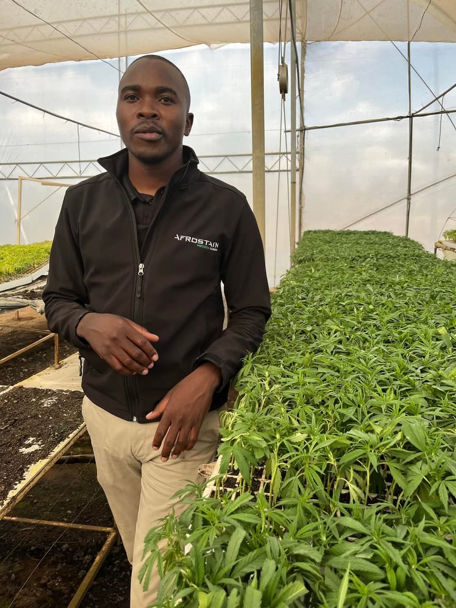 The licence for hemp in Zimbabwe is US$200, not US$50 000, what’s stopping from focusing on that enterprise alone?

Zimbabwe has so far exported over 8 000 tonnes of #hemp, primarily to Poland, Switzerland, and Germany, demonstrating a growing international market for the