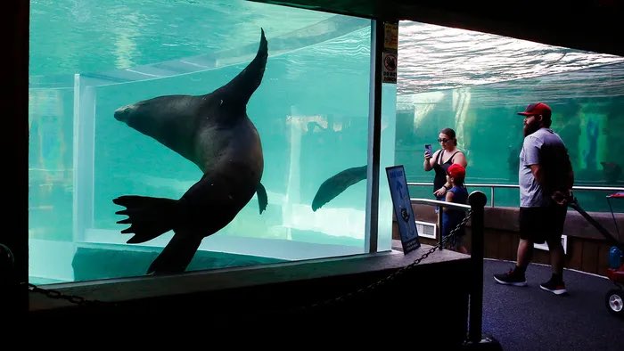 aryanXpicasso's tweet photo. When you wanted to see a sea lion you'd have to travel to Antarctica

Now you can see them at an aquarium

At 10% of their potential and beauty

If you travel to Antarctica you'd experience a whole new world

A new journey just to get a glimpse of the creature in its domain https://t.co/VdQIS72oo8