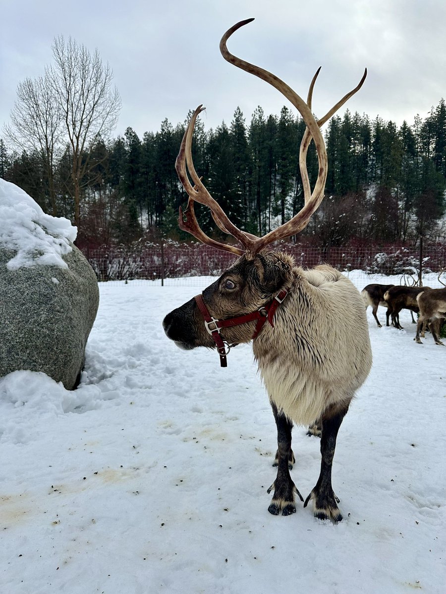 emcee_12's tweet photo. I met real-life reindeer today and my inner child is so happy. https://t.co/auWNupZYwV