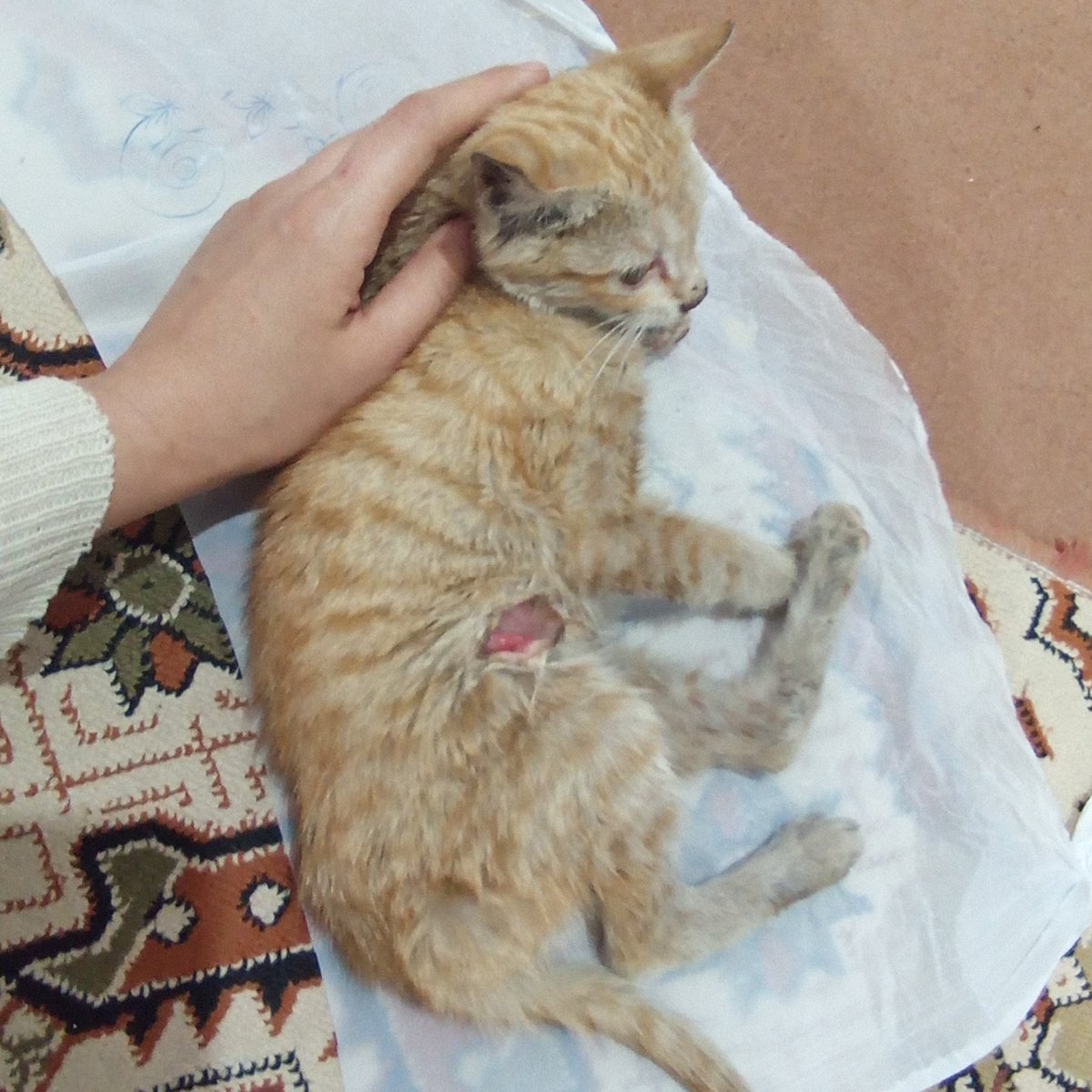 Former_Famous's tweet photo. امروز صبح که رفتم به یکی از گربه هام غذا بدم اینو دیدم اول فکرکردم فقط پاش میلنگه گفتم شاید از جایی افتاده باشه بعد دیدم نه پاش زخم شده
نمی‌دونم چیکار کنم هزینه درمان شم ندارم 
کسی هست حمایت کنه بتونم این بچه گربه رو درمان کنم https://t.co/v4HKE3fbzl