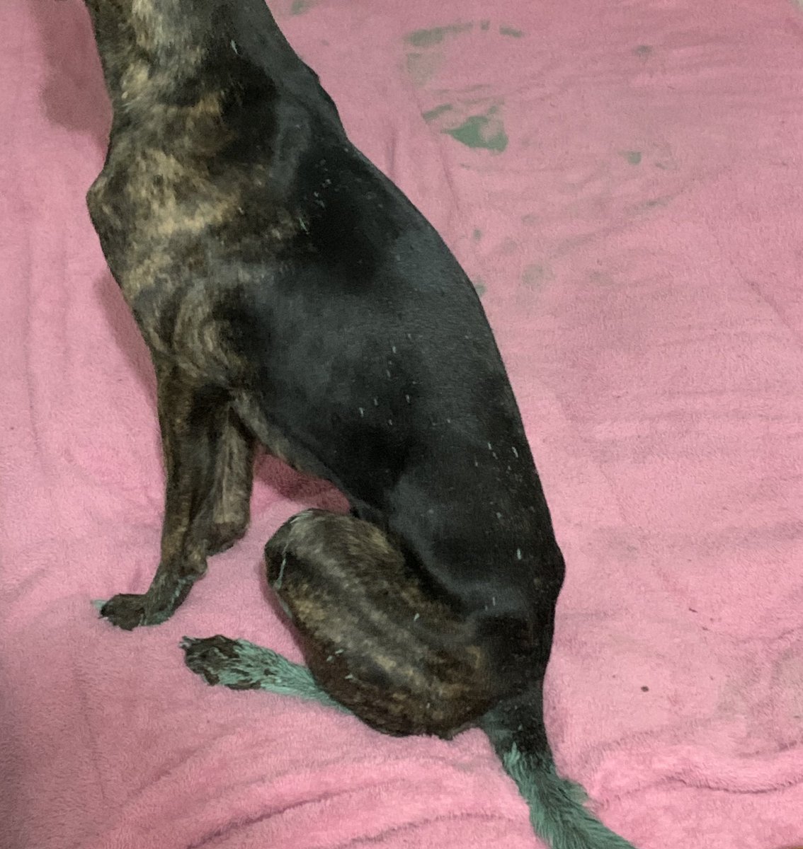 arthrusso's tweet photo. argos es un perro neurodivergente. https://t.co/AXn2VGP0EL