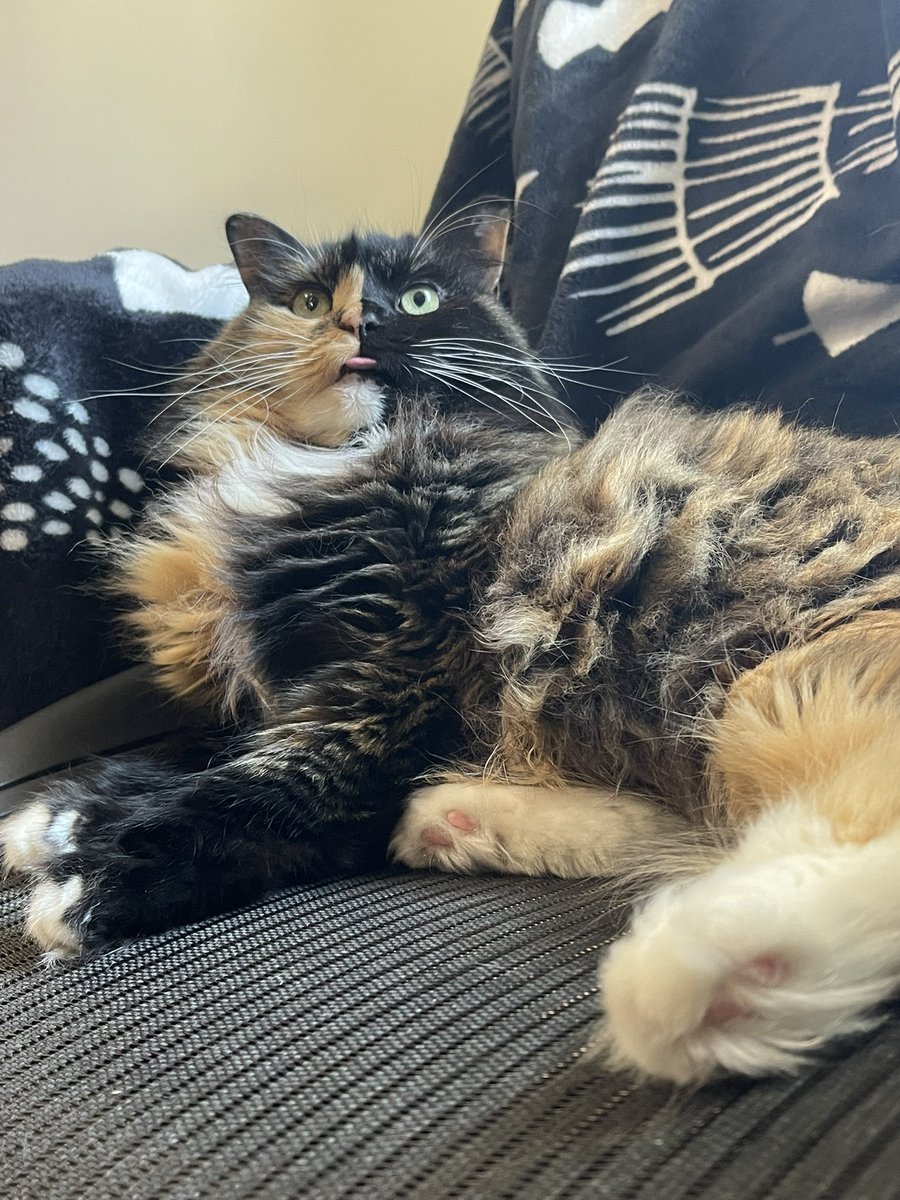 sadanimebae's tweet photo. @PostsOfCats https://t.co/4aNJ9DNKnG