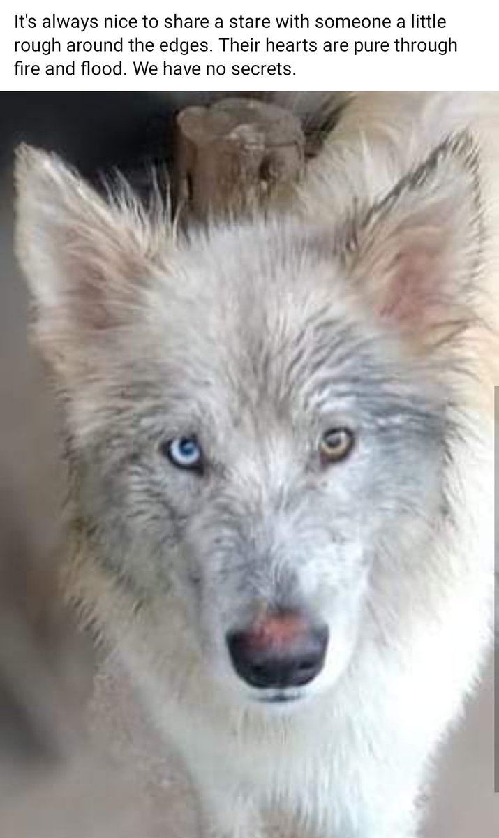 don_freytag's tweet photo. Someone out there would love to go viral with their dog. The only problem is that the someone who trained her to do that and had that dog since she was a puppy. Lets not even talk about the past 5 years. Cool trick asshole. https://t.co/Z6gSuO598Q