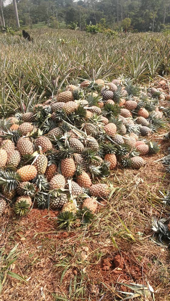 DonLocoShow1's tweet photo. What is the right  ✅️ word for this?
anana or pinaples or all are correct? https://t.co/VSvveTcEWy