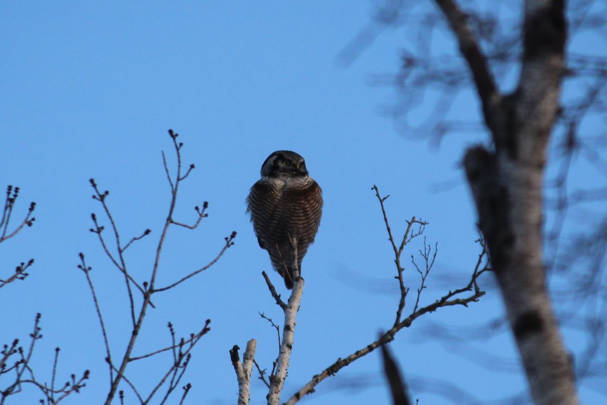 Northern hawk-owl.
