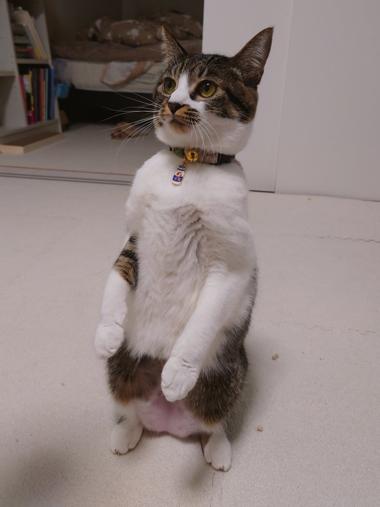 これはおなかの毛を剃られた二足歩行の猫