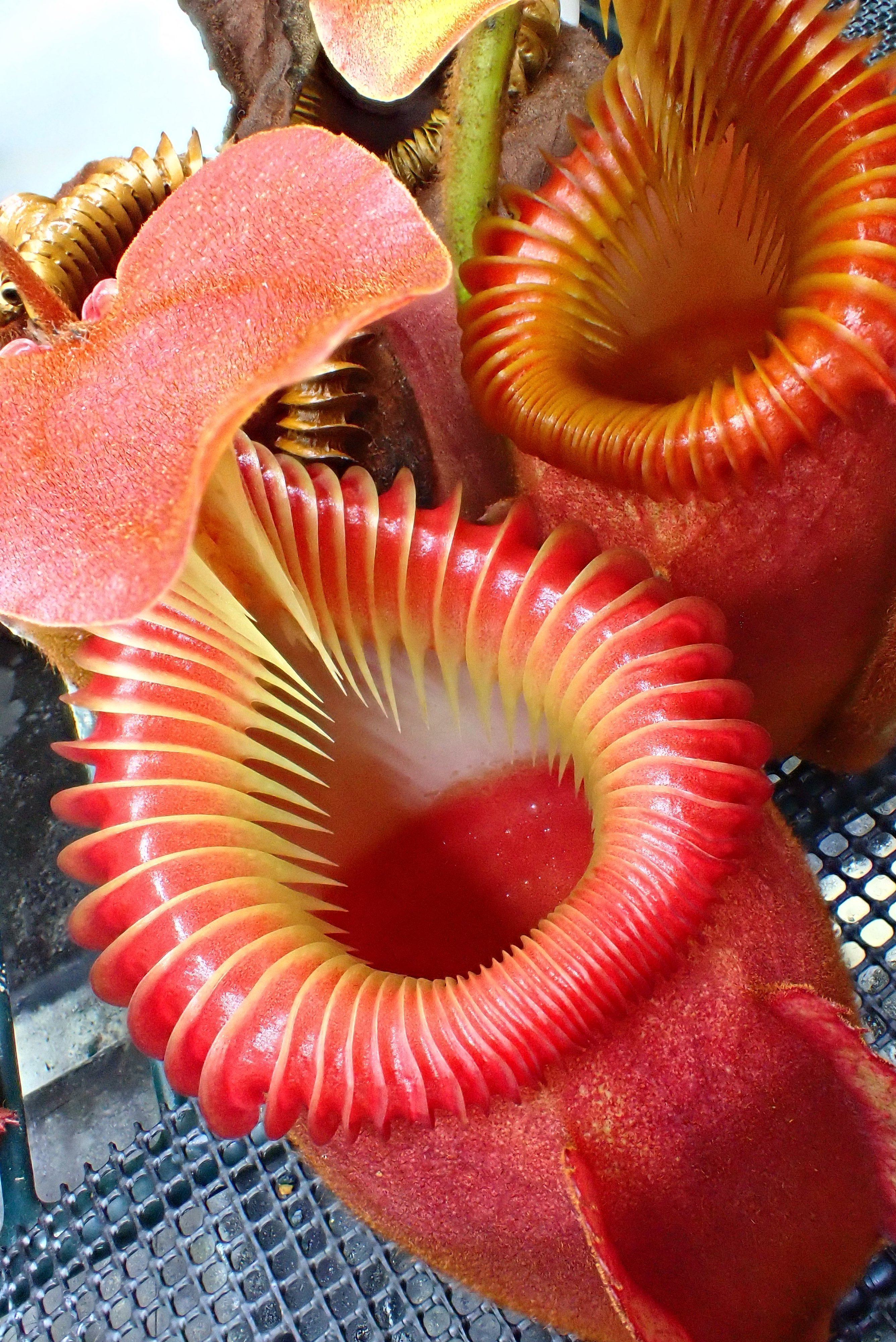 Nepenthes villosa