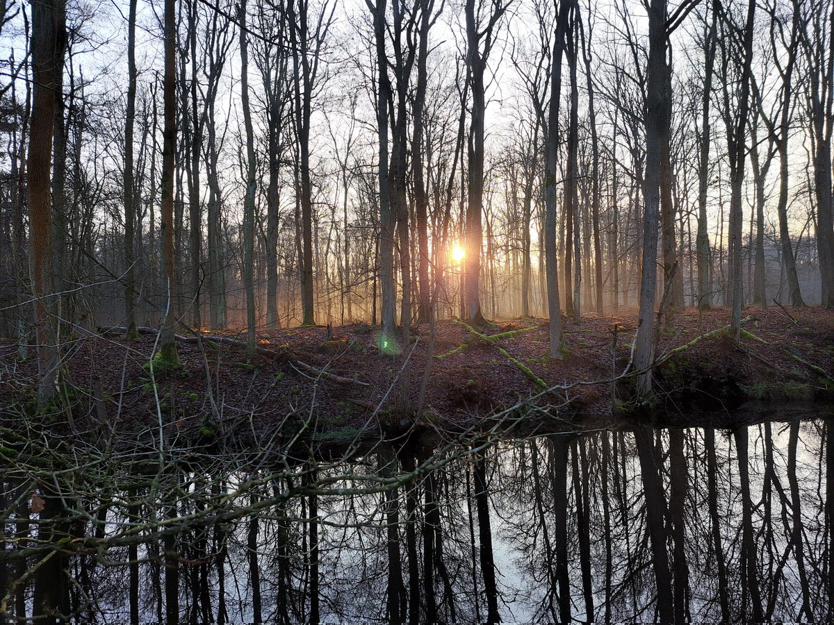 Chris Brouwers (@chrisbrouwers1) on Twitter photo Alweer een prachtig natuurgebied ontdekt. Deze keer #Stropersbos <a href="/natuurenbos/">Natuur en Bos</a> in Stekene. #Wanderlust Alweer een prachtig natuurgebied ontdekt. Deze keer #Stropersbos <a href="/natuurenbos/">Natuur en Bos</a> in Stekene. #Wanderlust