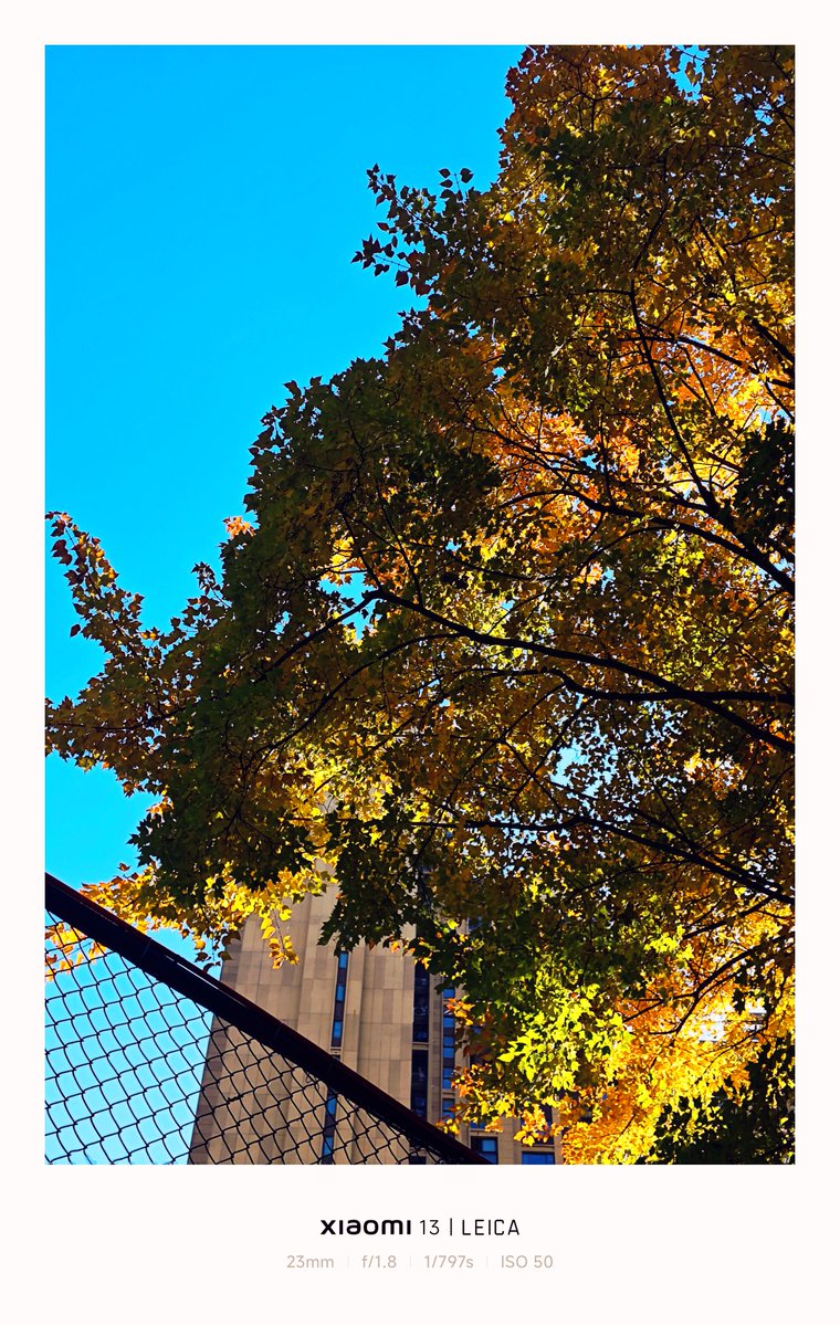 LucadW's tweet photo. The winter sun flows down through the leaves in a riot of colour https://t.co/nbkNiss96I