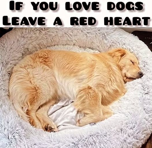 Golden Retriever Channel tweet media