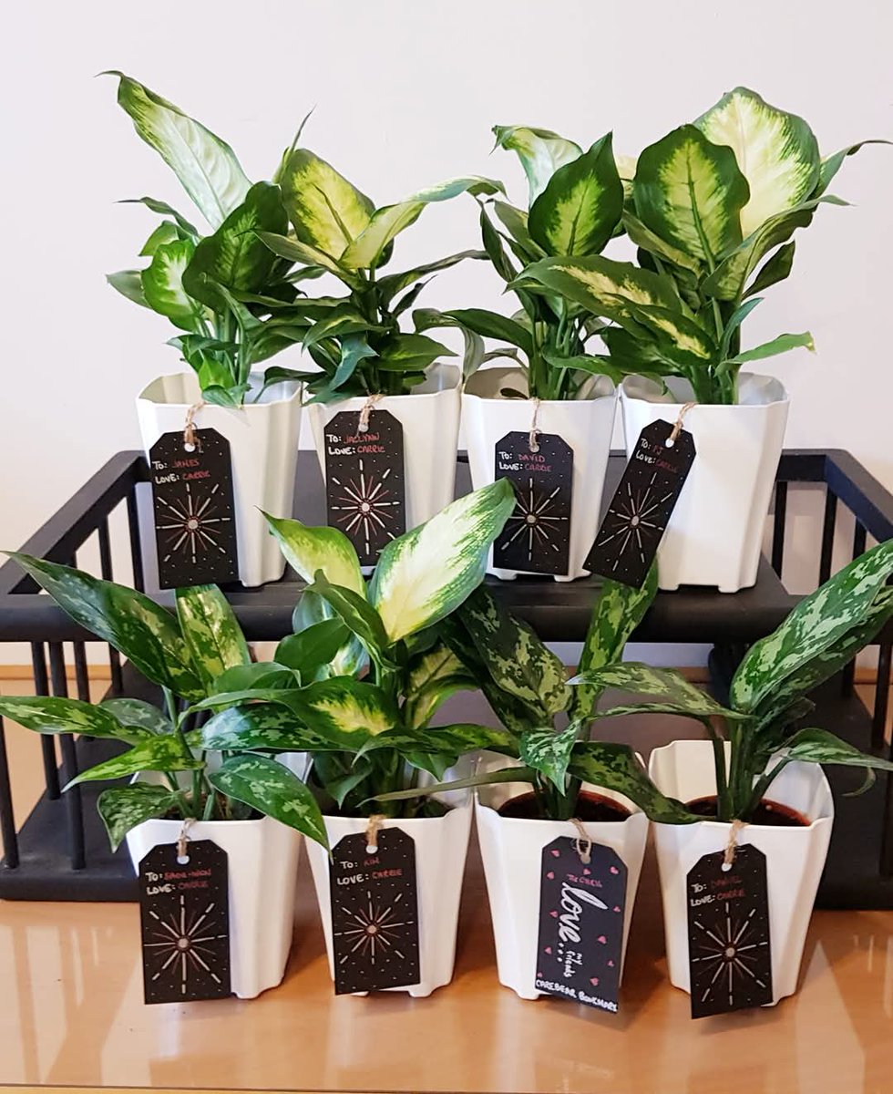 globetrotteri's tweet image. 2020 friend gifts: #Plant life with homemade tags that work as #bookmarks. Plus they made nice centerpieces for lunch. Have not been well enough to go since so I sent their gifts through 7-Eleven instead.

Top shelf: Diffenbachia 
Bottom: Aglaonema aka Chinese Evergreen