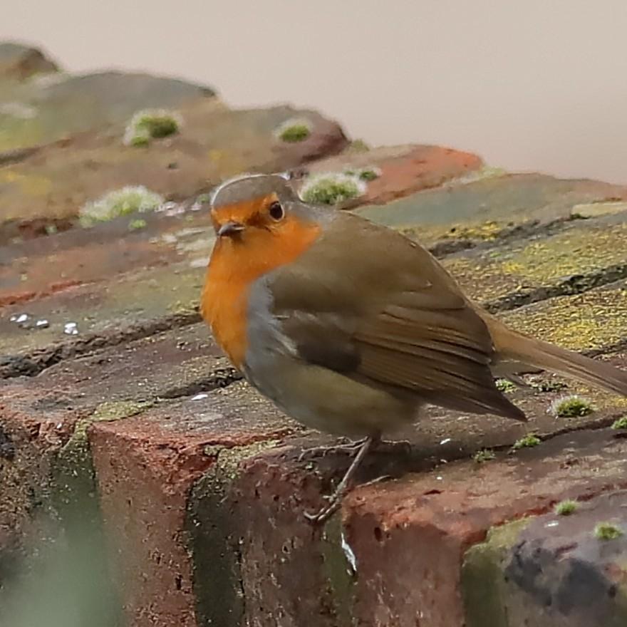 Twiglet the Robin on the wall at the bottom of the garden yesterday afternoon #DDOR