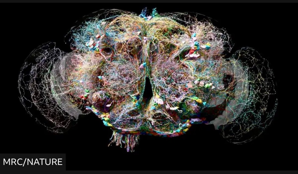 ferdisigona's tweet image. For the first time scientists researching the brain of a fly have identified the position, shape and connections of every single one of its 130,000 cells and 50 million connections 🧠