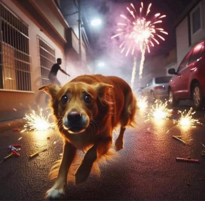 It's very possible to celebrate the new year without fire works. Please don't make animals terrified avoid fire works