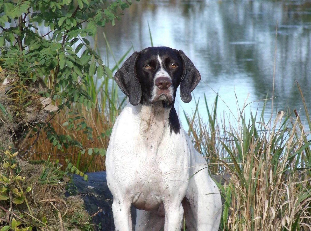 boturitter's tweet image. "This is my 'I haven't seen a squirrel in 5 minutes' face." #dog #germanpointer #goodboy #handsome #dogsofinstagram