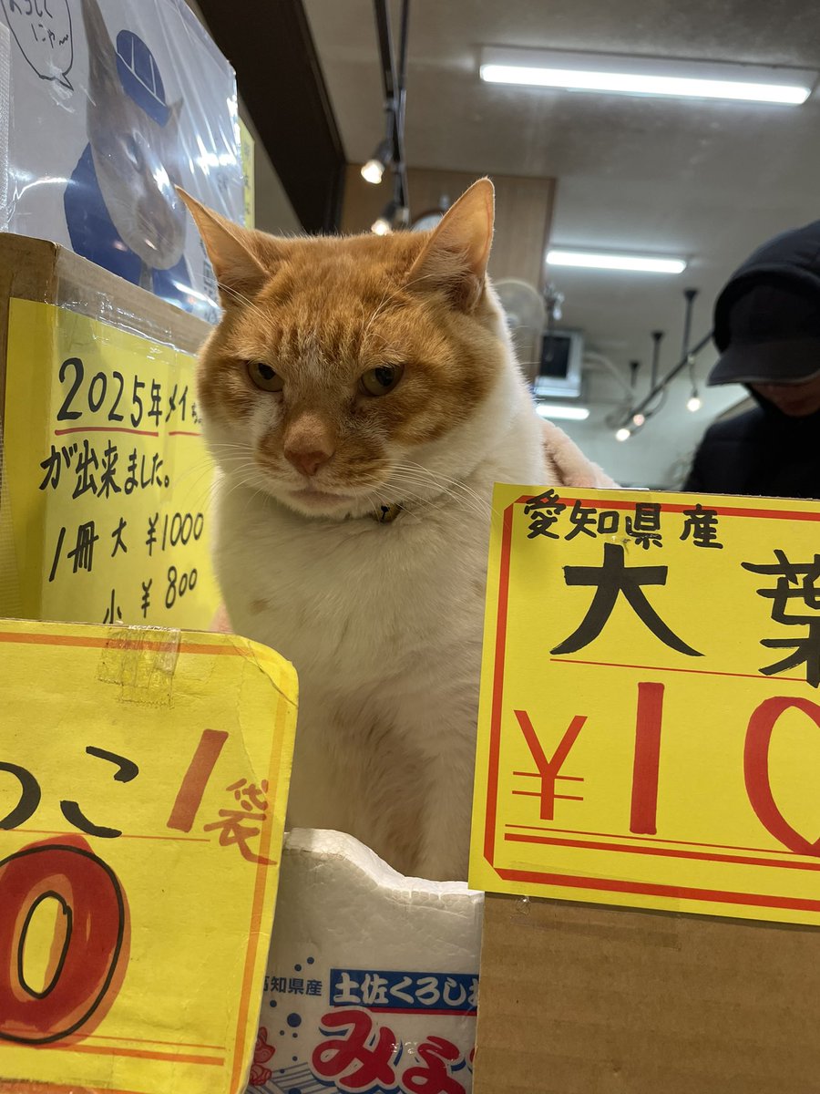 いらっさいませ〜🥬🥕🧅
年内休まず営業中にゃ🐾
#喜久屋青果店　#猫店長めいちゃん
#鶴ヶ峰商店街を盛り上げよう　#cat