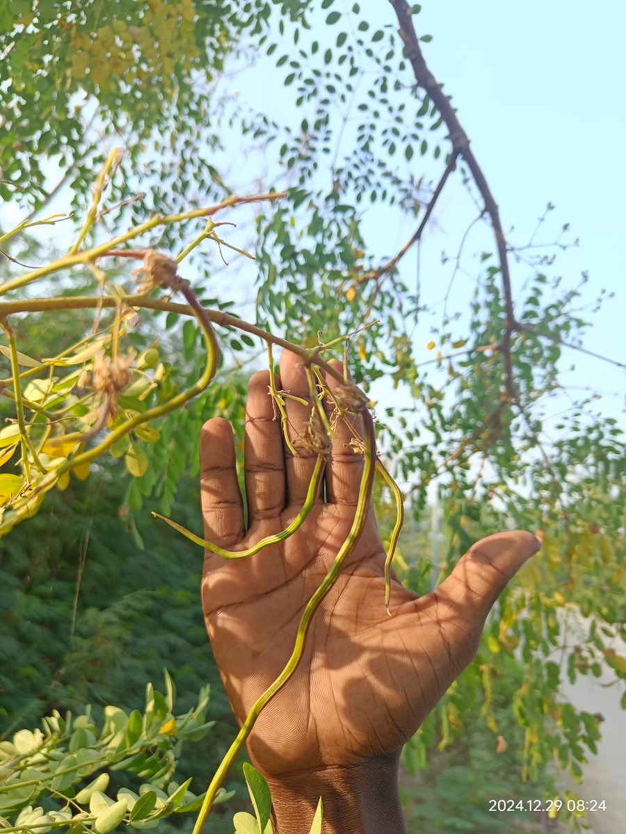 Shyam PHARTYAL; #1stGen MS/PhD; Seed Ecologist🌰🌱 tweet media